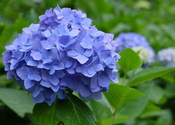 あじさい公園_紫陽花
