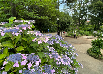 あじさい公園_外観