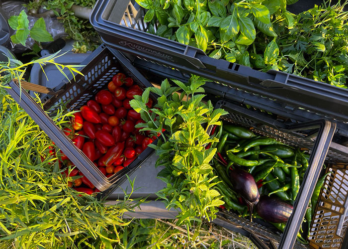 Pizzeria SECONDO_池田さんが育てた野菜